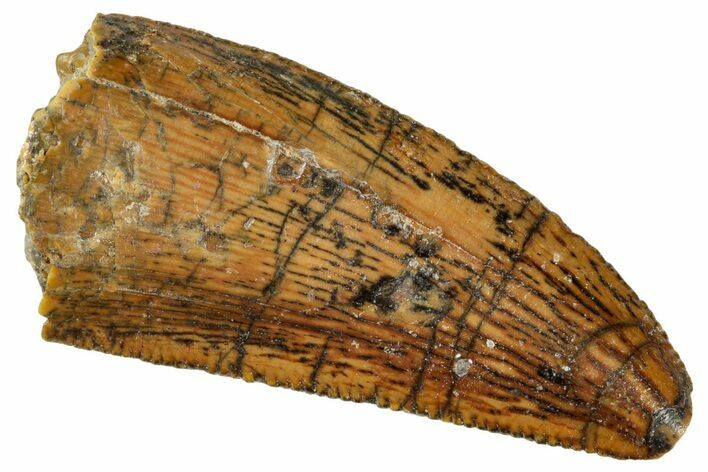 Serrated, Raptor Tooth - Real Dinosaur Tooth #243722